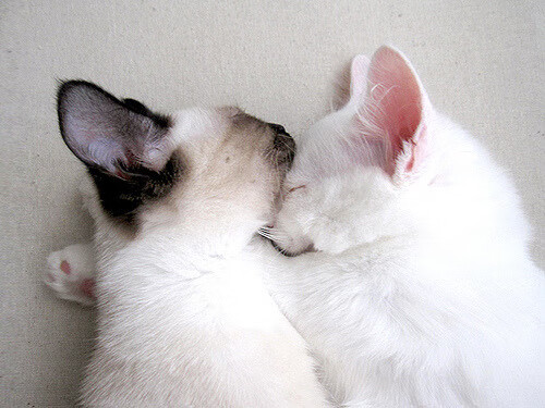 神奇小子班凯罗！末节独砍17分导演逆转，湖人险胜掘金创季后赛新历史